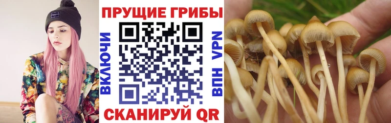 Псилоцибиновые грибы Psilocybine cubensis  Ишим 
